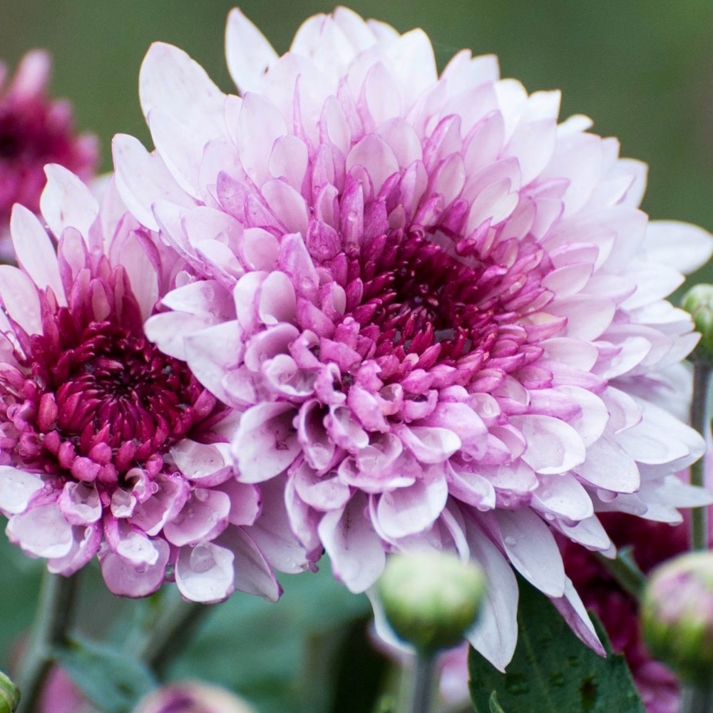 Flowers for Liz